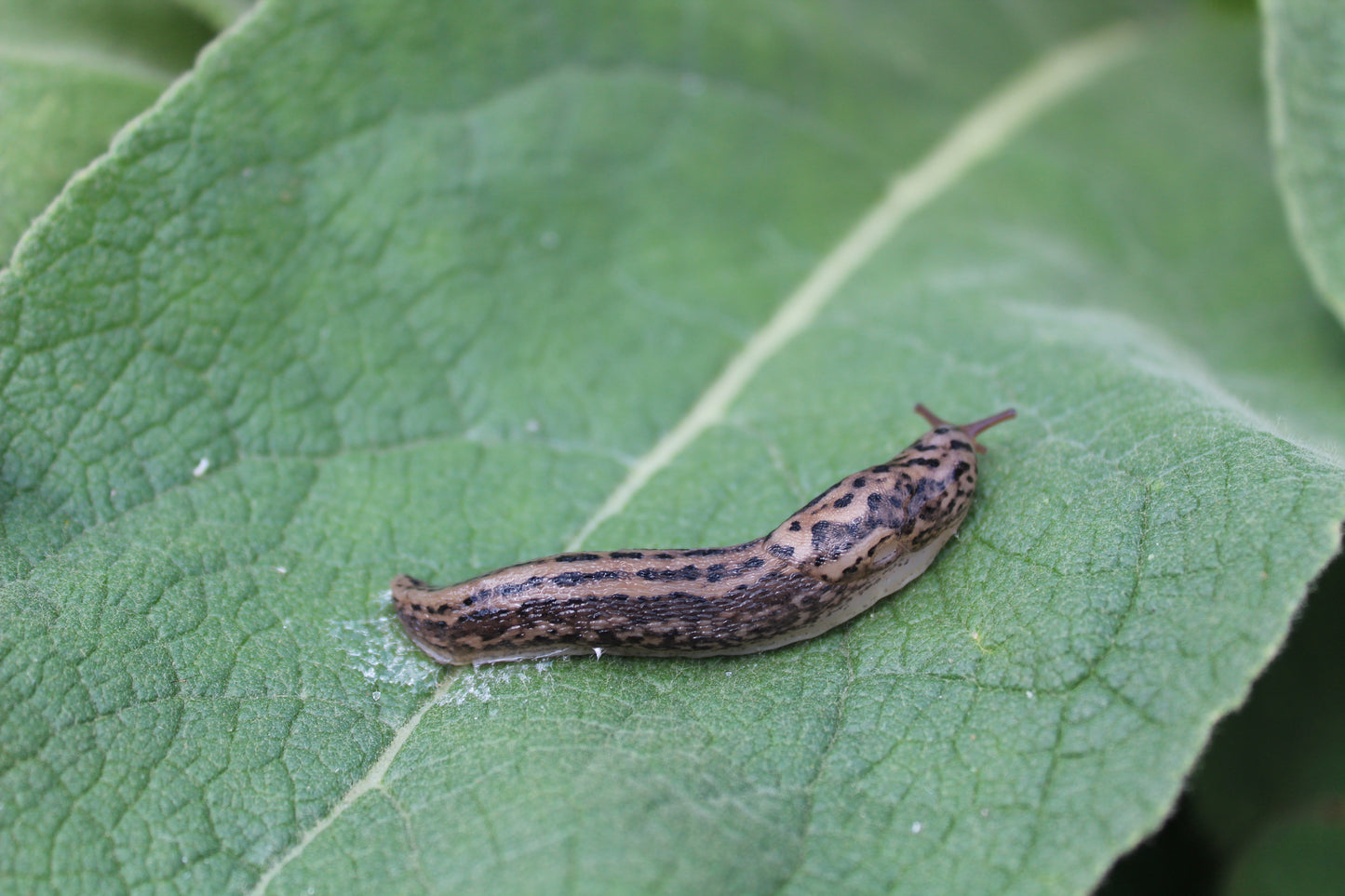 Tigerschnegel einzeln - klein