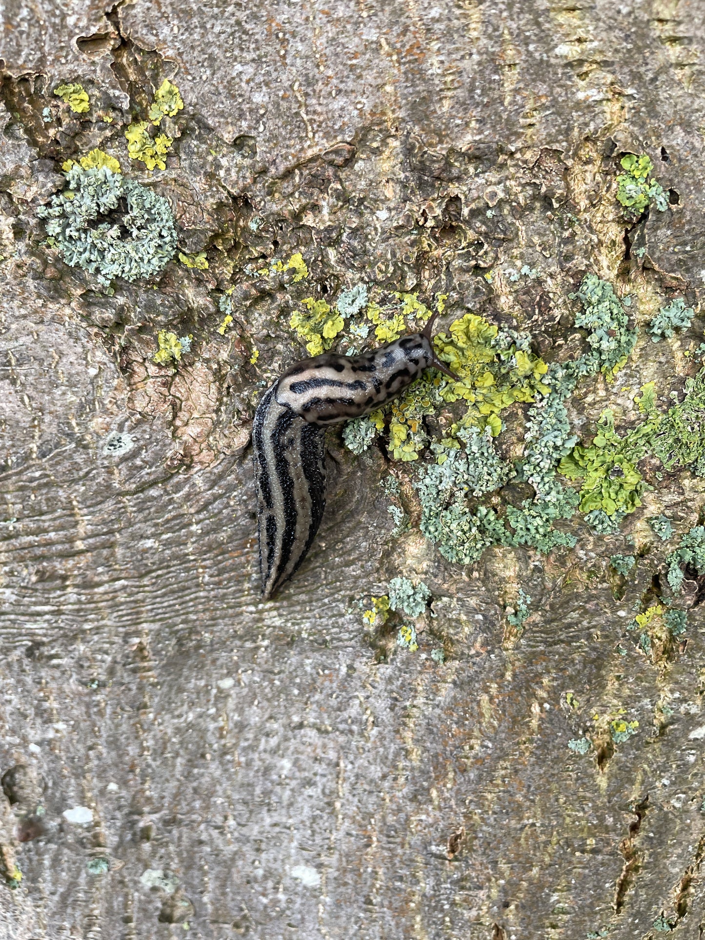 Tigerschnegel einzeln - klein
