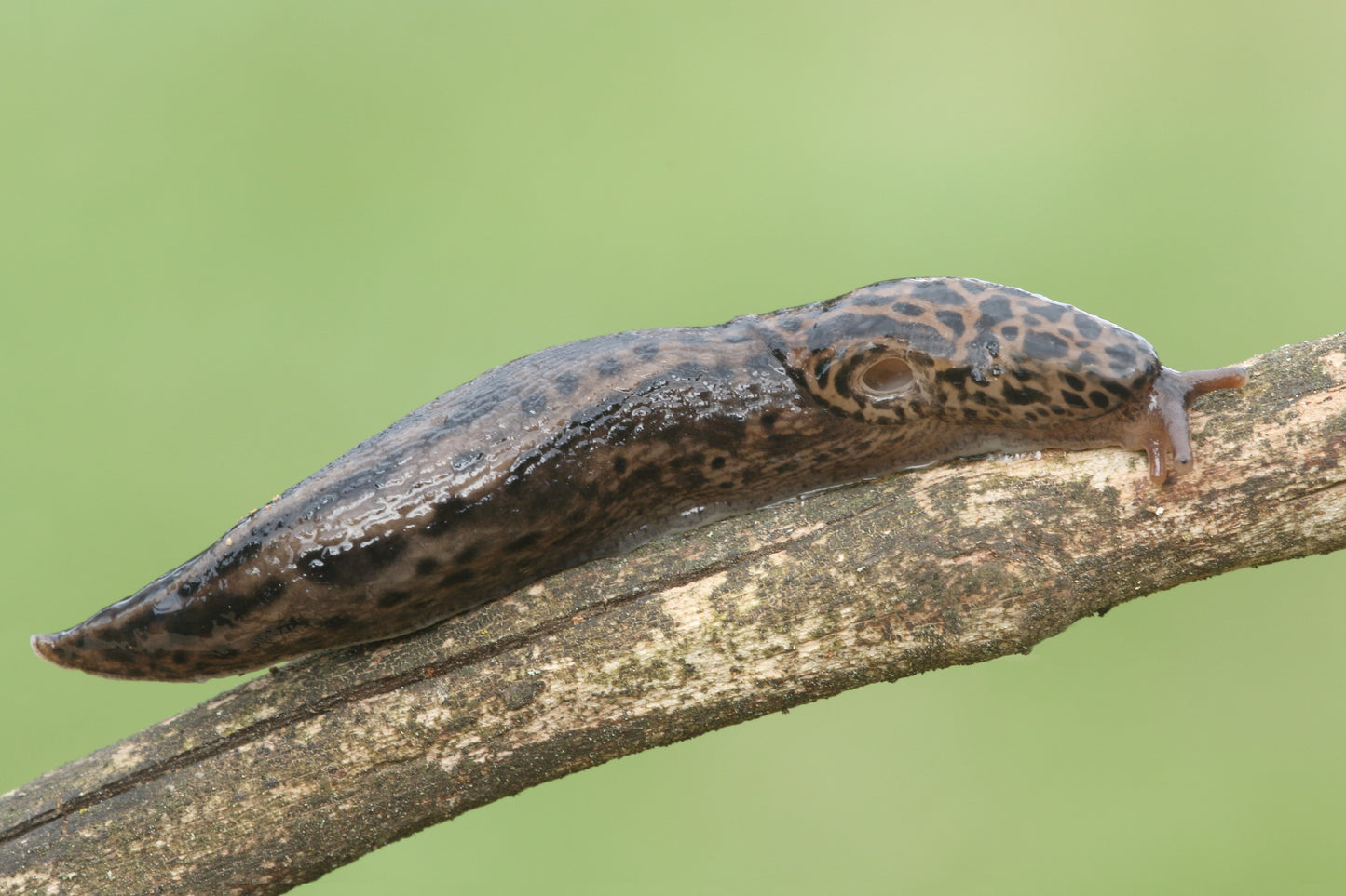 Tigerschnegel einzeln - mittel