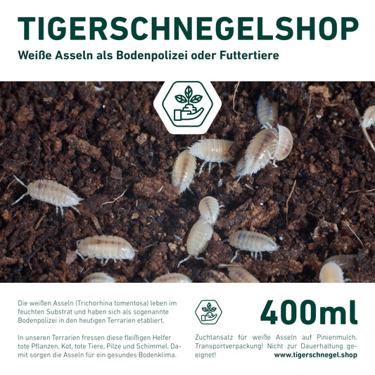 Weiße Asseln als Bodenpolizei und Zuchtansatz oder als Futterinsekten und Futtertier