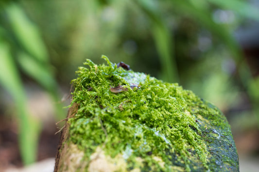 Tigerschnegel einzeln - baby