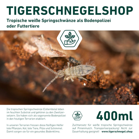 Tropische weiße Springschwänze als Bodenpolizei und Zuchtansatz oder als Futterinsekten und Futtertier