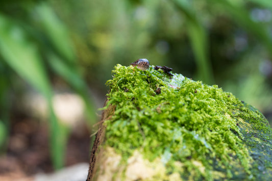 Tigerschnegel einzeln - klein